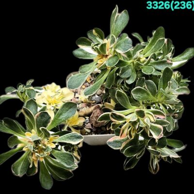 Aeonium castello-paivae fa. variegata (D pl.=16) - 3326 (236)