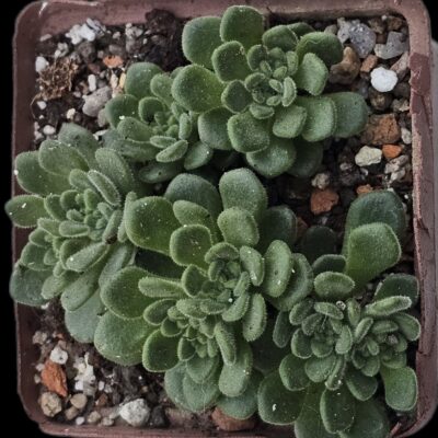 Aichryson tortuosum (7x7) - 3328 (293)