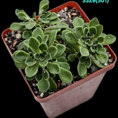 Aichryson bethencourtianum (7x7) - 3329 (301)