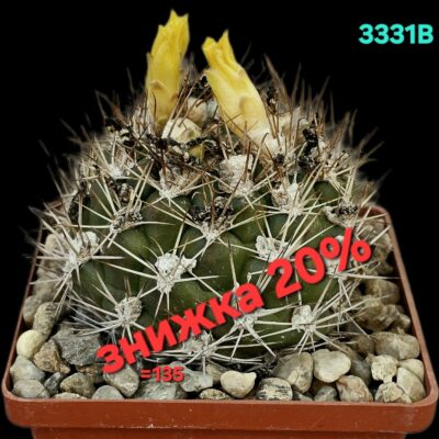 Weingartia lanata (8x8)-3331B