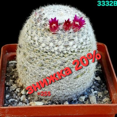 Mammillaria supertexta -P 437 (8x8)-3332B