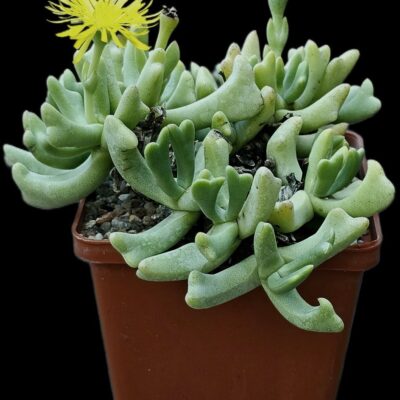 Rhombophyllum dolabriforme (10x10)-3334(128)