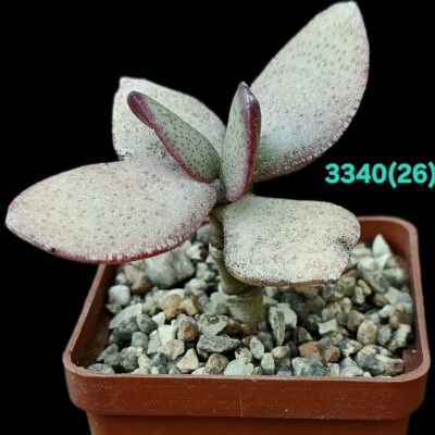 Crassula arborescens (Silver Dollar Jade) (fa) (6x6)-3340(26)