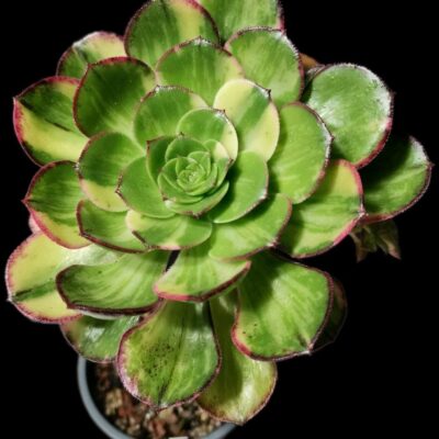 Aeonium `Red Edge` fa. variegata (D=11)-3346(424)