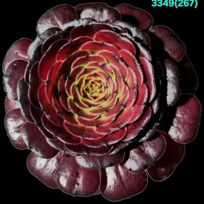 Aeonium `Madeira Rose` (`Halloween`) (D pl.=16)-3349(267)