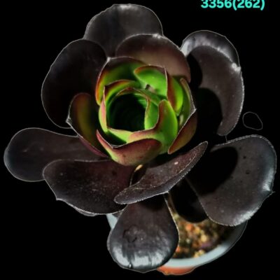 Aeonium `Cornish Rose` (D pl.=11)-3356(262)