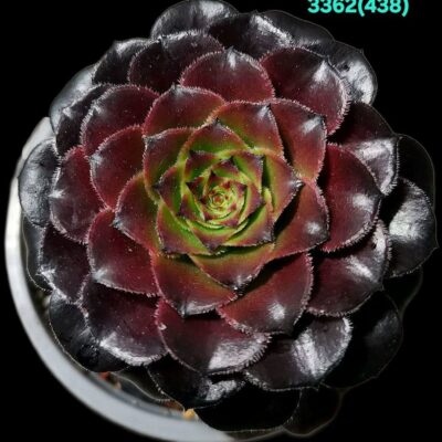 Aeonium `Zwartkin` (`Zwartkop` X tabuliforme) (D pl.=9)- 3362(438)