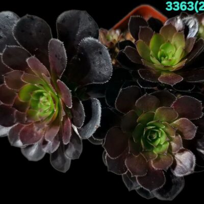 Aeonium `Tip Top` (D pl.=11)-3363(263)