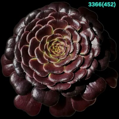 Aeonium `Black Besta` (mutation ‘Mardi Gras`) (D pl.=15)-  3366(452)