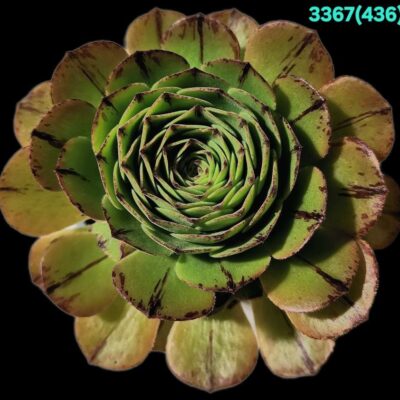 Aeonium `Green Mage` (D pl.=11)-3367(436)
