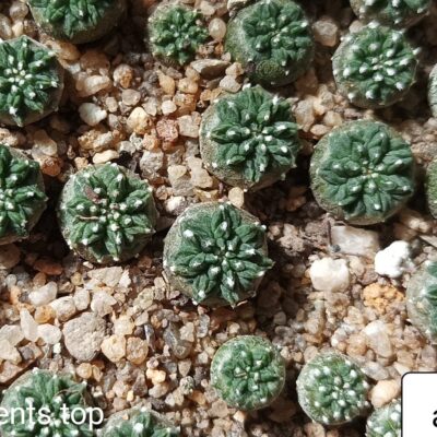 aztekium ritteri D=8-10мм