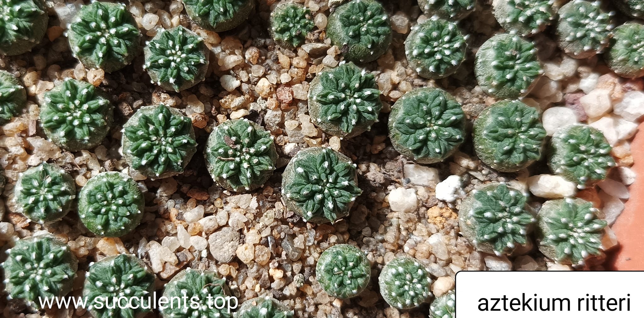 aztekium ritteri D=15мм