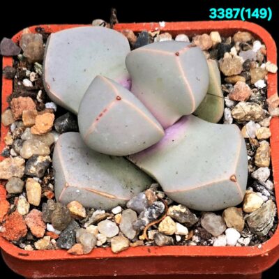 Lapidaria margarethae –Hotson (5x5)-3387(149)