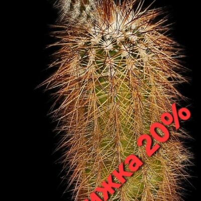 Echinocereus reichenbachii var. baileyi -DJF 1308 (8x8, h=15)-  3397B