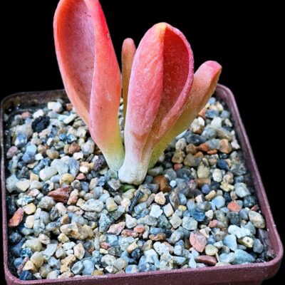 Kalanchoe luciae`Oricula` (fa) -Facegook (8x8)-3416(1)