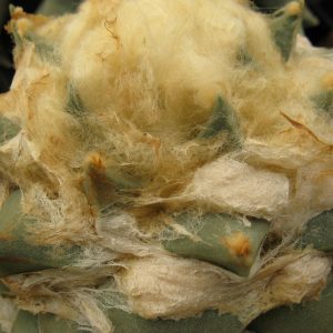 Ariocarpus retusus BKM927 насіння