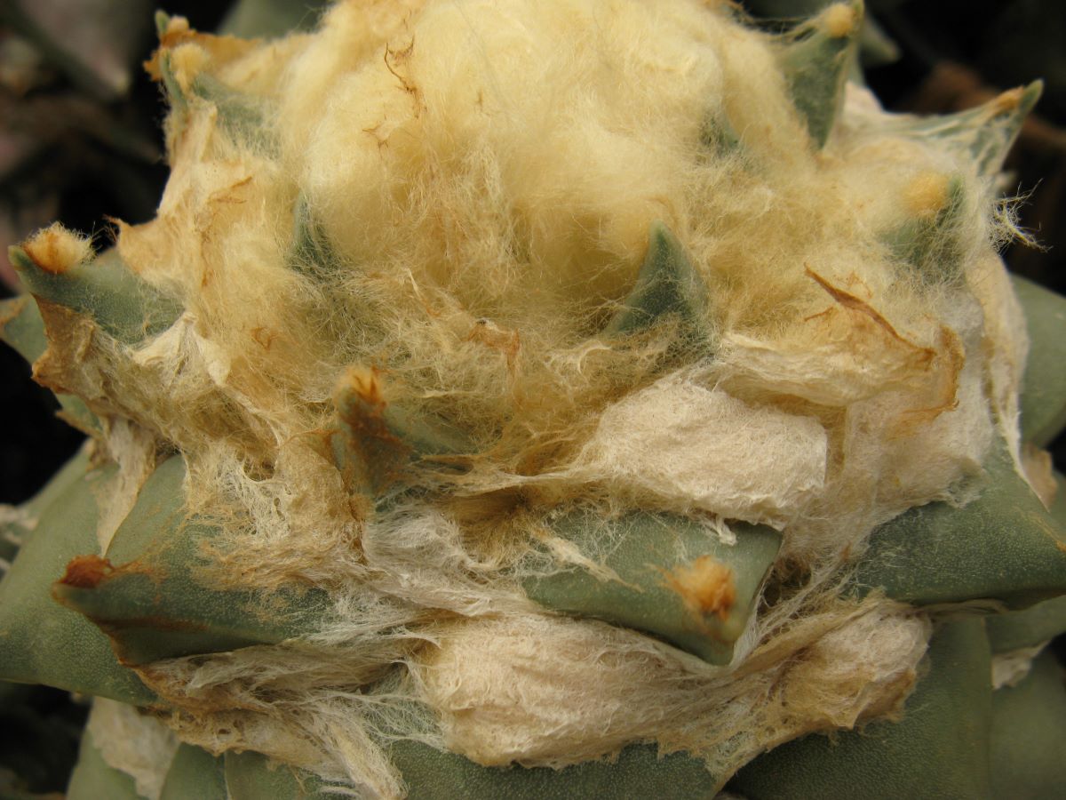 Ariocarpus retusus BKM927 насіння