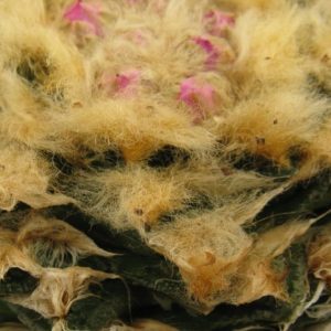 Ariocarpus fissuratus v hinthonii NS363.33 насіння