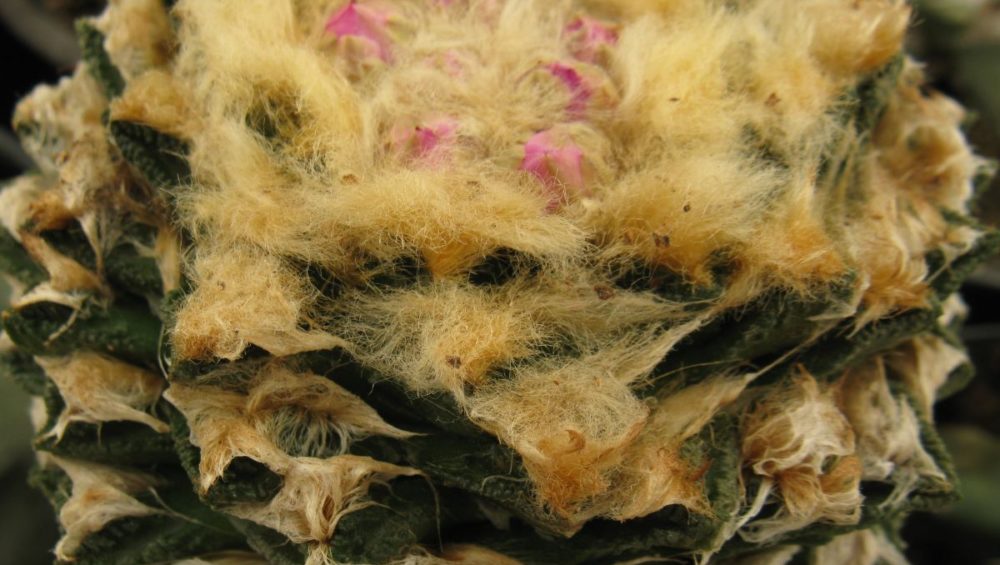 Ariocarpus fissuratus v hinthonii NS363.33 насіння