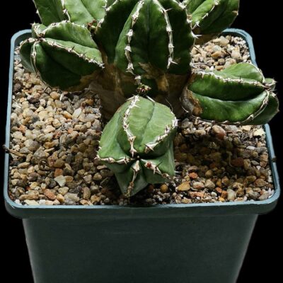Euphorbia handiensis (12x12)-3403(119)