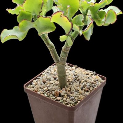 Crassula arborescens ssp. undulatifolia `Curly Bird`- Korea (D plant=14)-3404(65)