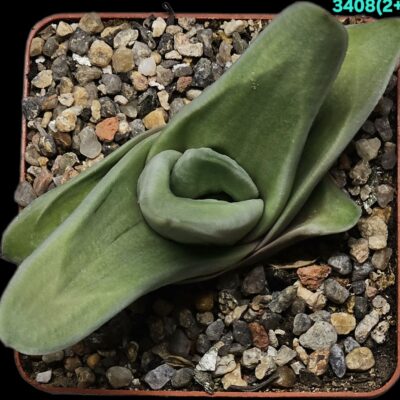 Gasteraloe `Green Ise` (6x6)-3408(2+)