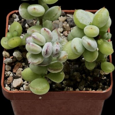 Cotyledon pendens `Cliff Cotyledon` (5x5)-3411(223)