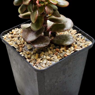Crassula ovata var. minor `Full Red` -Korea (9x9)-3412(73)