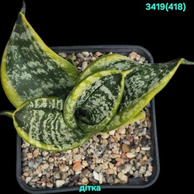 Sansevieria hahnii `Tsunami` -Indonesia (8x8)-3419(418)