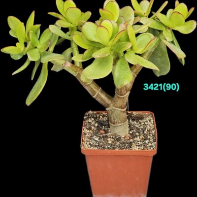 Crassula ovata `Return of Beauty` (bonsai) (from variegated) (D=21)-3421(90)