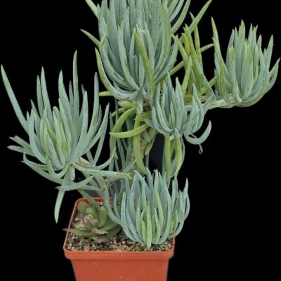 Senecio talinoides (Ice Sticks) {bonsai) (h pl.=23)-3422(170)