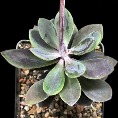 Senecio (Kleinia) fulgens (caudex) (7x7)-3463(472)