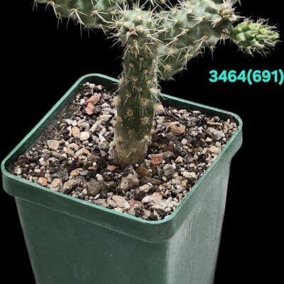 Сylindropuntia cholla (6х6)-3464(691)