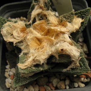 Ariocarpus bravoanus насіння