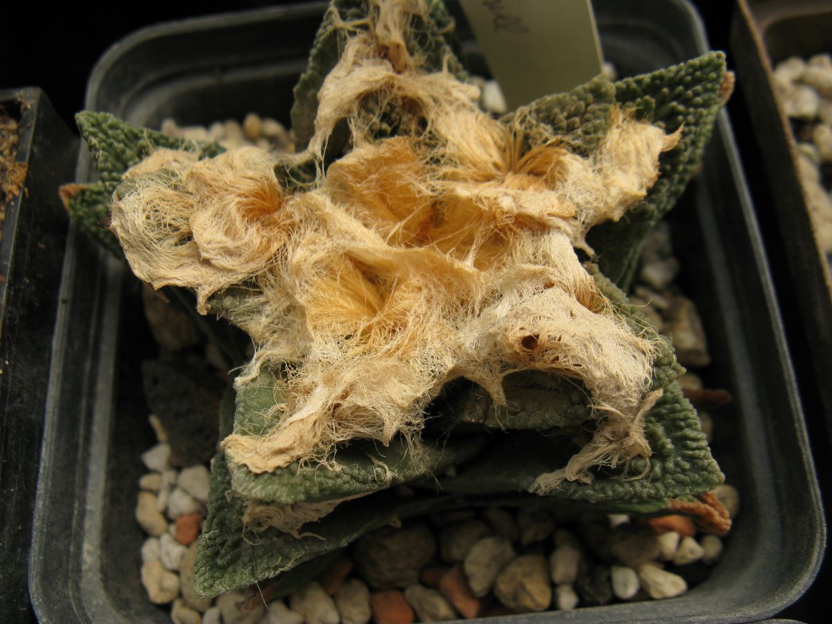Ariocarpus bravoanus насіння