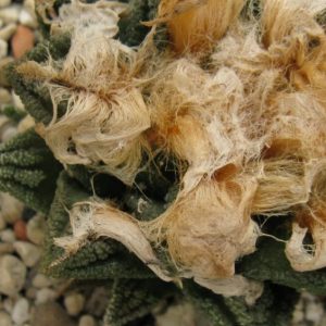 Ariocarpus fissuratus v hinthonii насіння