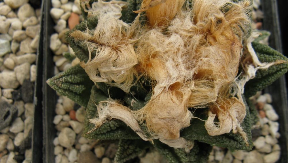 Ariocarpus fissuratus v hinthonii насіння