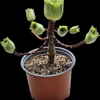 Aeonium `Emerald Flame` (green tulip bud fa.) (8x8)-3500(261)