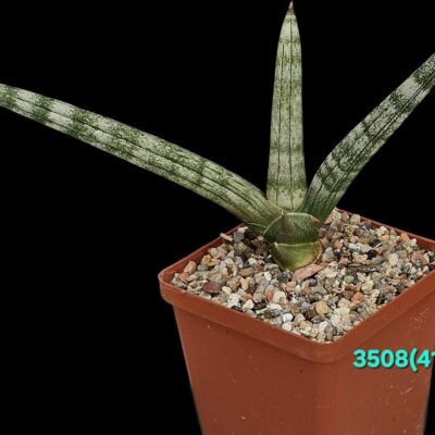 Sansevieria `Boncellensis` (from variegata) (8x8)-3508(419)