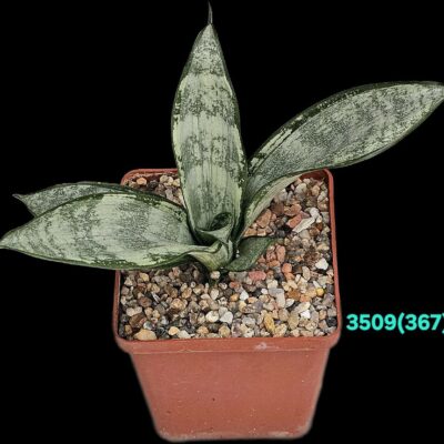 Sansevieria hahnii `Starburst` (`Green Ice`) – Indonesia (8x8)-  3509(367)