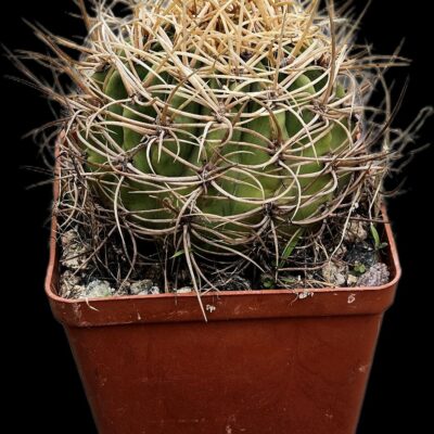 Denmoza rhodacantha var. diamantina –GK 306 (12x12)-  3511(381)