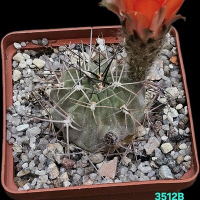 Acanthocalycium thionanthum (orange fl.) -LF 43 (8x8)-3512B