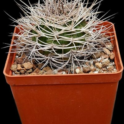 Gymnocalycium mazanense var. polycephalum - P 223 (12x12)-  3513(215)