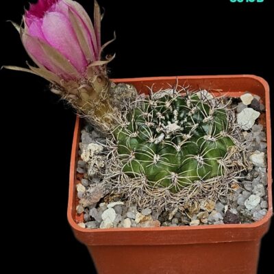 Lobivia tiegeliana –VG 1187 (6x6)-3515B
