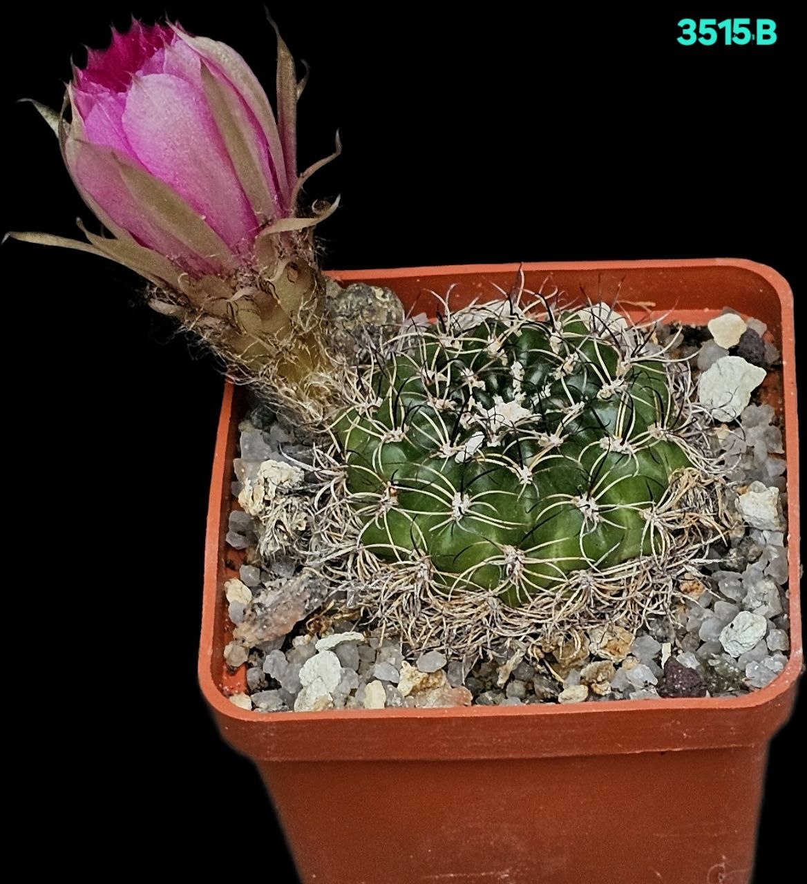 Lobivia tiegeliana –VG 1187 (6x6)-3515B