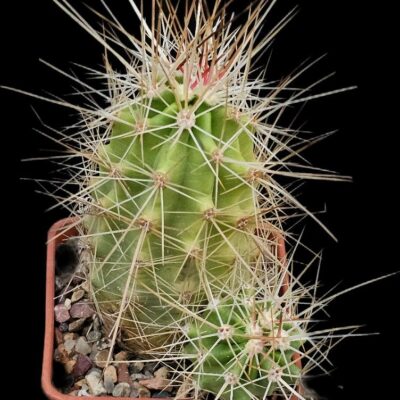 Echinocereus coccineus –MG (7x7)-3518B