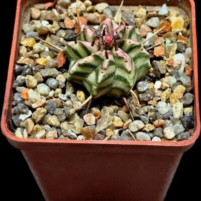 Euphorbia meloformis fa. variegate (6x6)-3521(37)