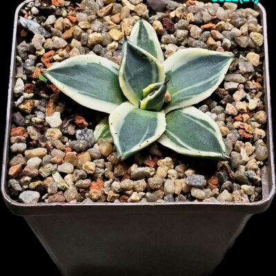 Agave applanata`Cream Spike` (8x8)-3522(21)