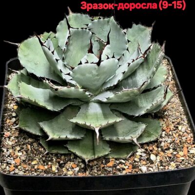Agave potatorum `Kichiokan` fa. minima (11x11)-3523(9)