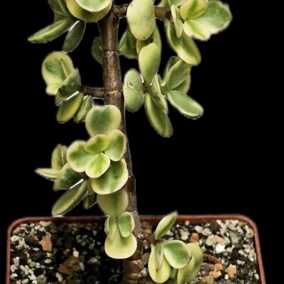 Portulacaria afra fa variegata (Elephant Bush) (for bonsai) (8x8)-  3525(94-1)
